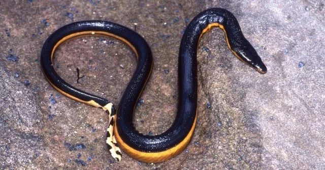 ¿Qué serpiente tiene la mayor velocidad del planeta?