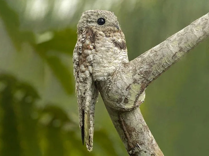 Las aves más extrañas, algunas parecen 'viajar' a la Tierra desde otro mundo