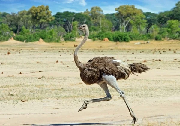 The tallest land animals in the world