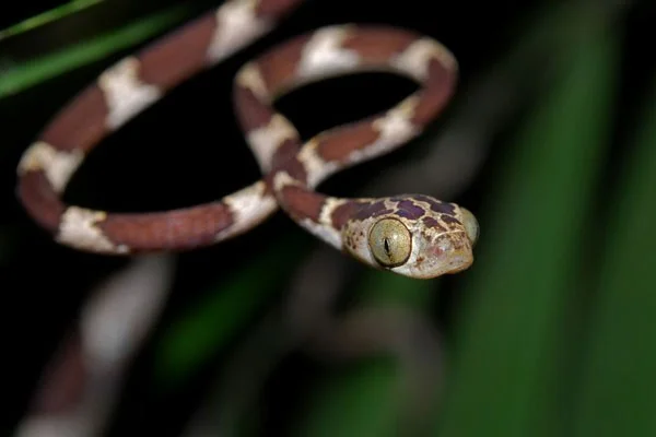 Serpiente de cabeza dentada: serpiente extraña que mueve la cabeza para cazar presas.