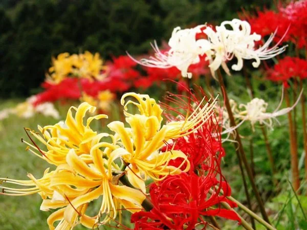 ¿Cuál es la flor de la otra orilla? Significado y leyenda de la flor de la otra orilla