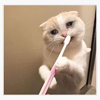 Meme van een huilende kat, grappige foto's van een huilende kat