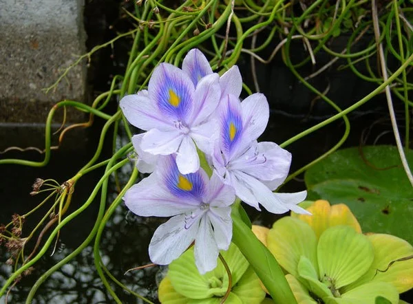 De mooiste waterbloemen ter wereld