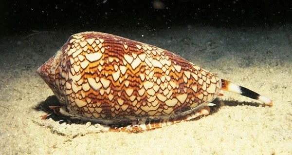 10 Slakken met bovennatuurlijke vaardigheden