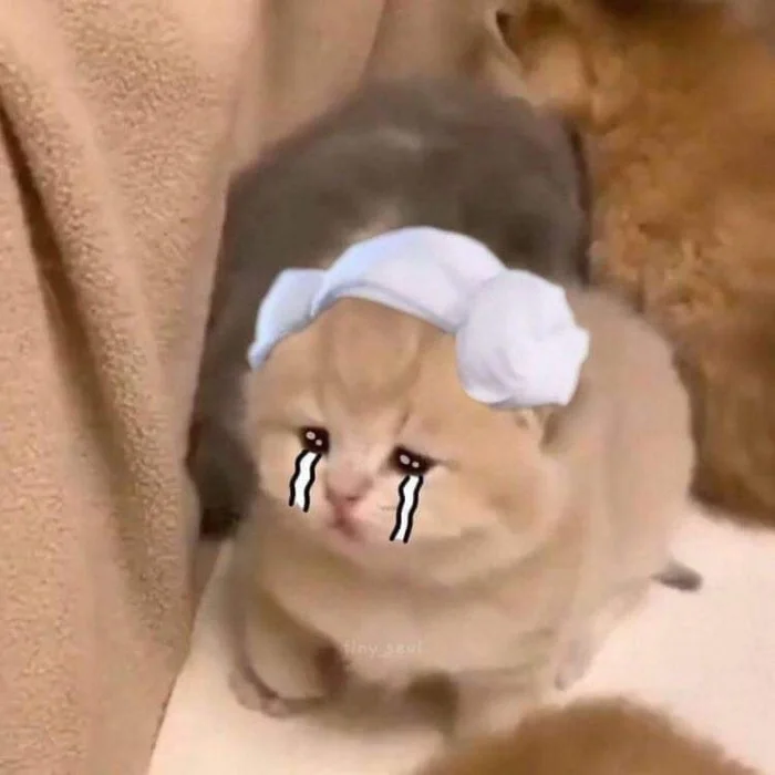 Meme van een huilende kat, grappige foto's van een huilende kat