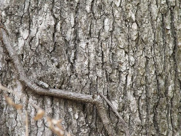 13 dieren met super camouflagevermogen, bijna onzichtbaar in de natuurlijke omgeving