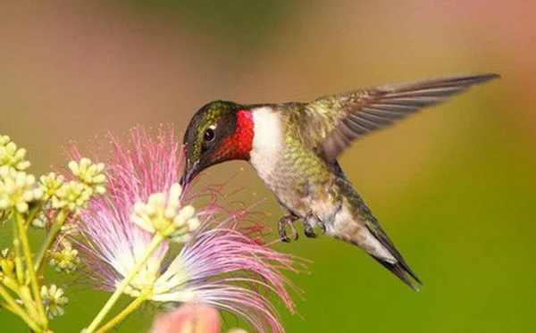 19+ interessante Fakten über Kolibris, den einzigen rückwärtsfliegenden Vogel der Erde