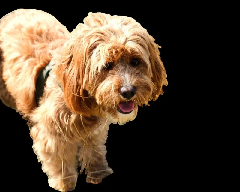 Bagaimana untuk mematikan aplikasi latar belakang pada Windows