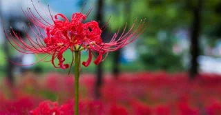 ¿Cuál es la flor de la otra orilla? Significado y leyenda de la flor de la otra orilla