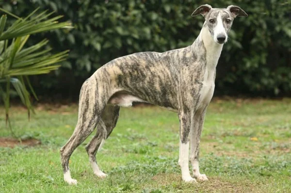 Los perros más rápidos del mundo