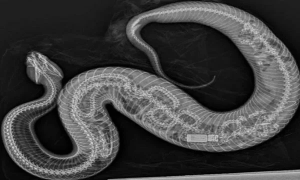 Watercobra betrapt op het inslikken van Birmese python