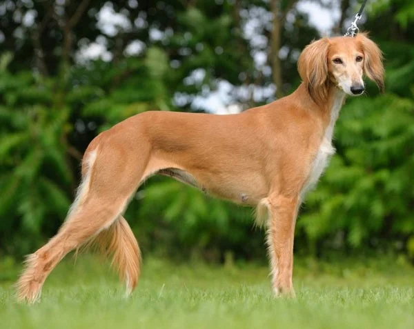 Los perros más rápidos del mundo