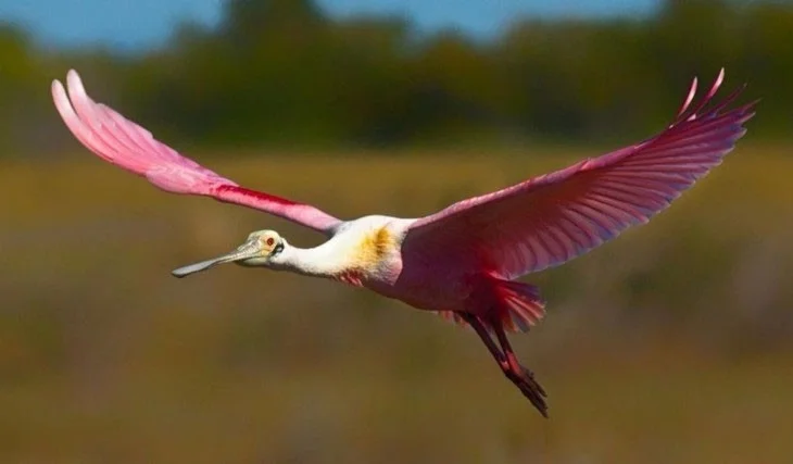 Las aves más extrañas, algunas parecen 'viajar' a la Tierra desde otro mundo