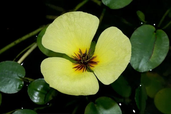 De mooiste waterbloemen ter wereld