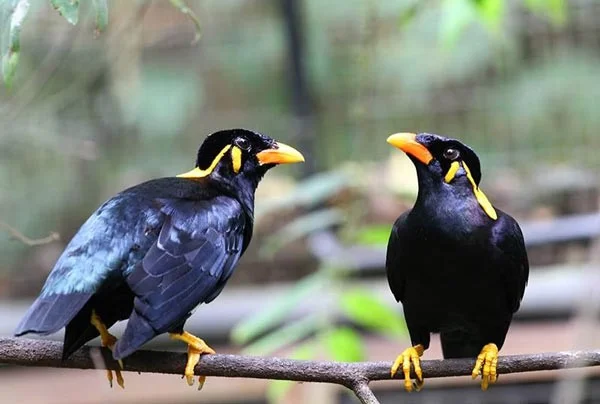 Los pájaros parlantes más inteligentes del mundo