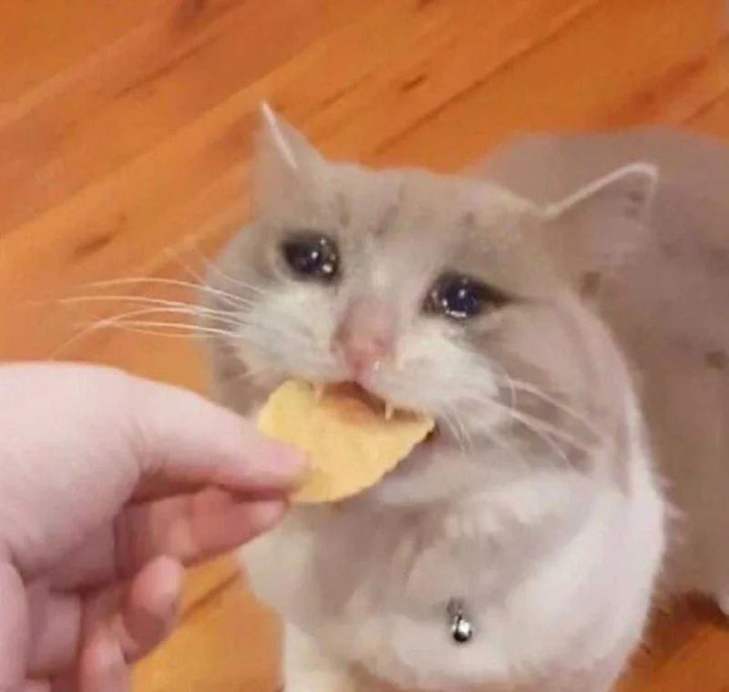 Meme van een huilende kat, grappige foto's van een huilende kat