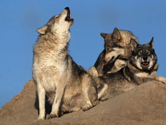 Los animales más peligrosos para los humanos