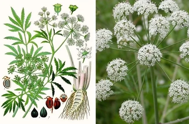 Extreem giftige planten die de dood kunnen veroorzaken en waar we van weg moeten blijven