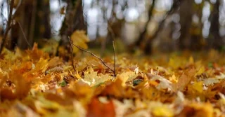 ¿Por qué el otoño es más frío que la primavera a la misma temperatura?