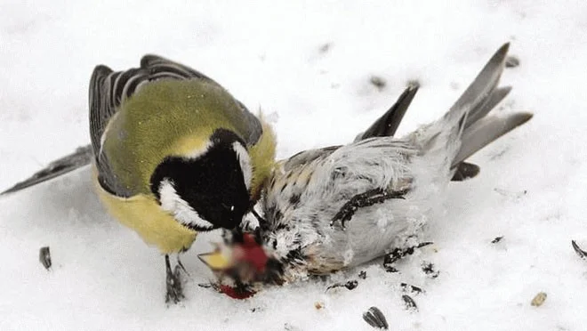 De meest brutale vogel ter wereld is gespecialiseerd in het eten van de hersenen van zijn prooi om te overleven