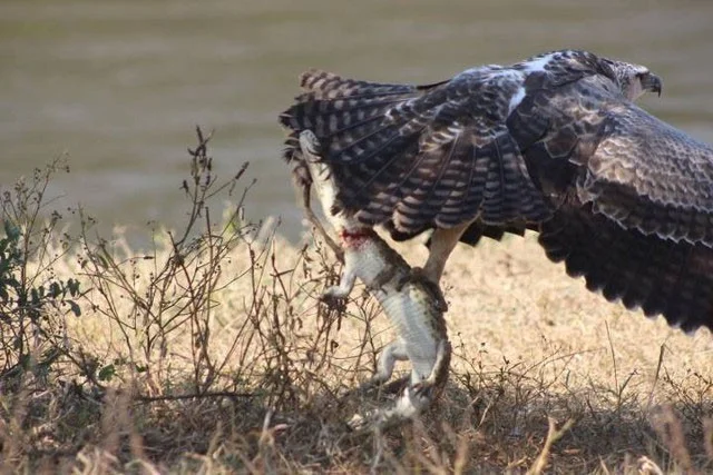 3 vogelsoorten hebben een voorkeur voor het eten van krokodillen