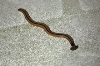 Una extraña criatura hace crecer su propia cabeza y convierte a su presa en agua.