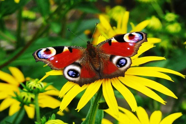 Las mariposas más hermosas del mundo.