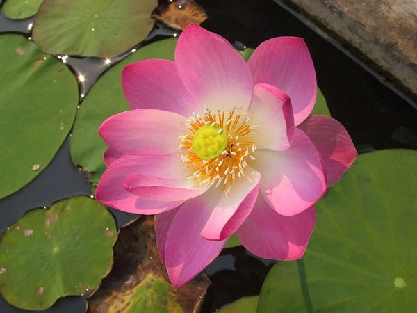 De mooiste waterbloemen ter wereld