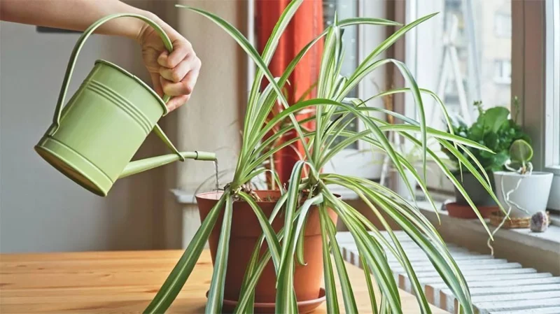 Las mejores plantas de interior para principiantes