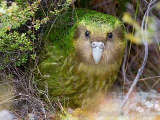 El pájaro tonto del mundo, en el momento de la muerte, pierde la memoria.