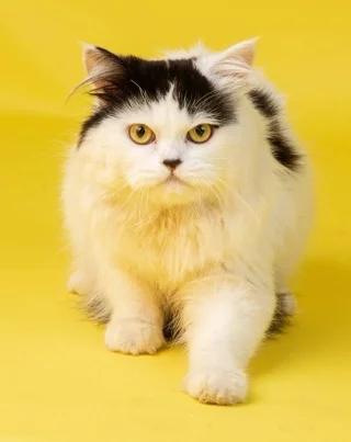 Kattenrassen die niet geschikt zijn voor beginnende eigenaren