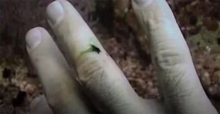 Waarom wordt menselijk bloed groen in de diepe oceaan?