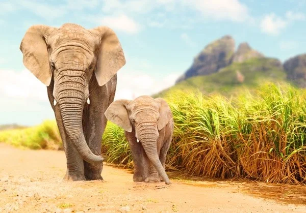 The tallest land animals in the world