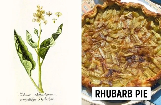 Extreem giftige planten die de dood kunnen veroorzaken en waar we van weg moeten blijven