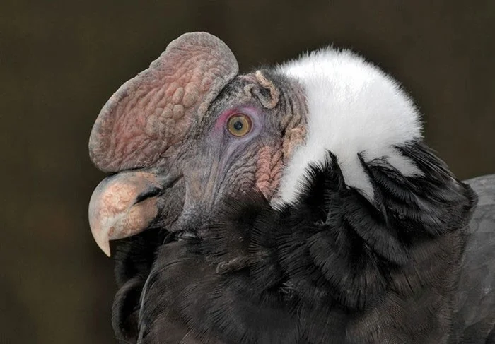 Las aves más extrañas, algunas parecen 'viajar' a la Tierra desde otro mundo