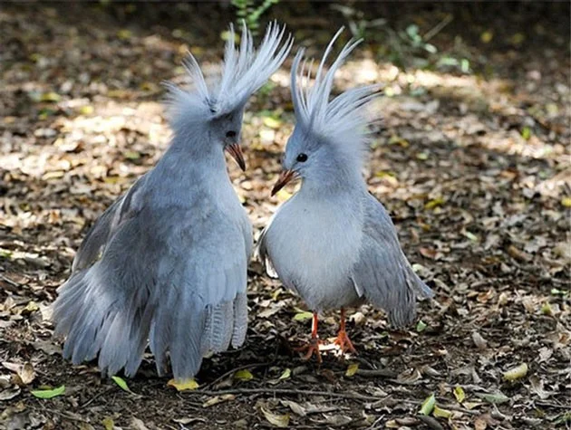 Las aves más extrañas, algunas parecen 'viajar' a la Tierra desde otro mundo