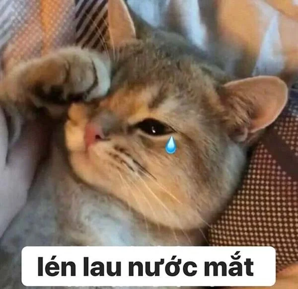 Meme van een huilende kat, grappige foto's van een huilende kat
