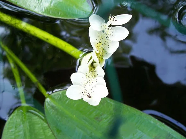 De mooiste waterbloemen ter wereld