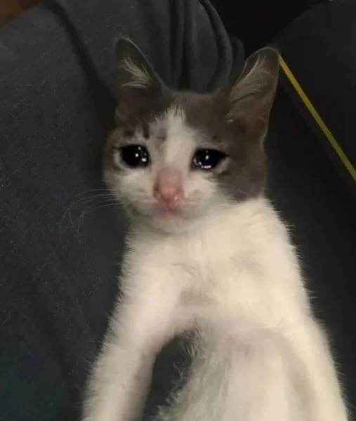 Meme van een huilende kat, grappige foto's van een huilende kat
