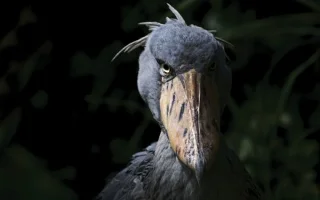 Schoenbekooievaar - de meest woeste vogel ter wereld, eet zelfs krokodillen