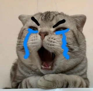 Meme van een huilende kat, grappige fotos van een huilende kat