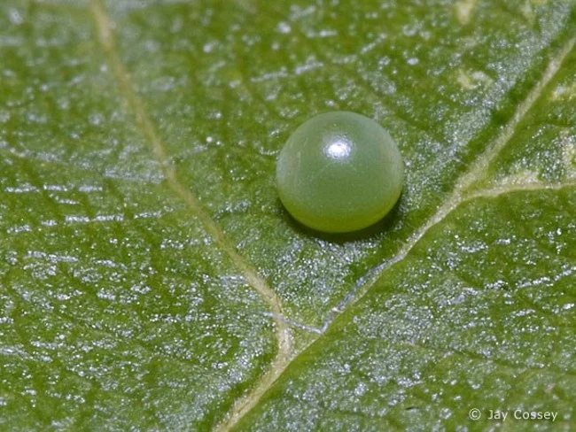 Allain Sezon 1 2023'ün nasıl oynanacağı ve oluşturulacağıyla ilgili talimatlar