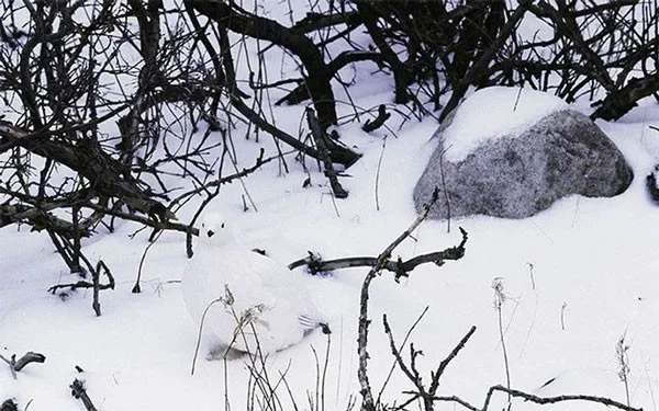 13 dieren met super camouflagevermogen, bijna onzichtbaar in de natuurlijke omgeving