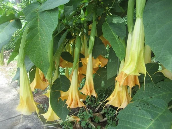 Schöne Pflanzen und Blumen enthalten tödliches Gift