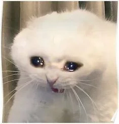 Meme van een huilende kat, grappige foto's van een huilende kat