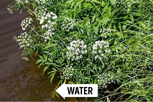 Extreem giftige planten die de dood kunnen veroorzaken en waar we van weg moeten blijven