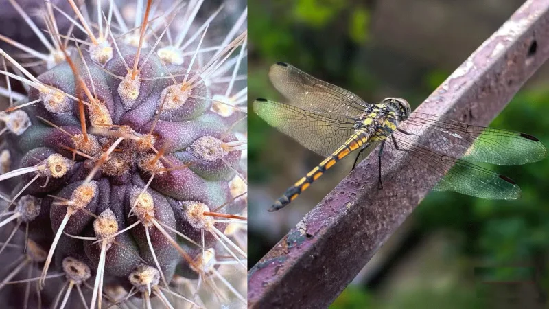 How the iPhone 16 turns everyday objects into stunning macro art