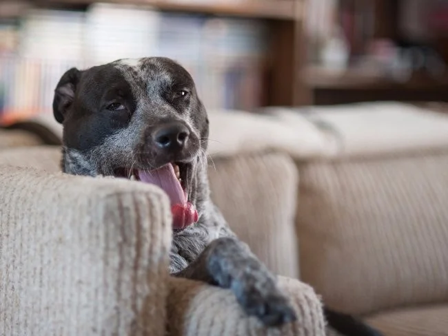 Los animales más peligrosos para los humanos