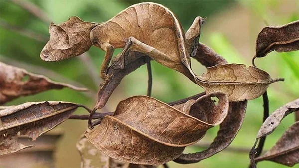 13 dieren met super camouflagevermogen, bijna onzichtbaar in de natuurlijke omgeving