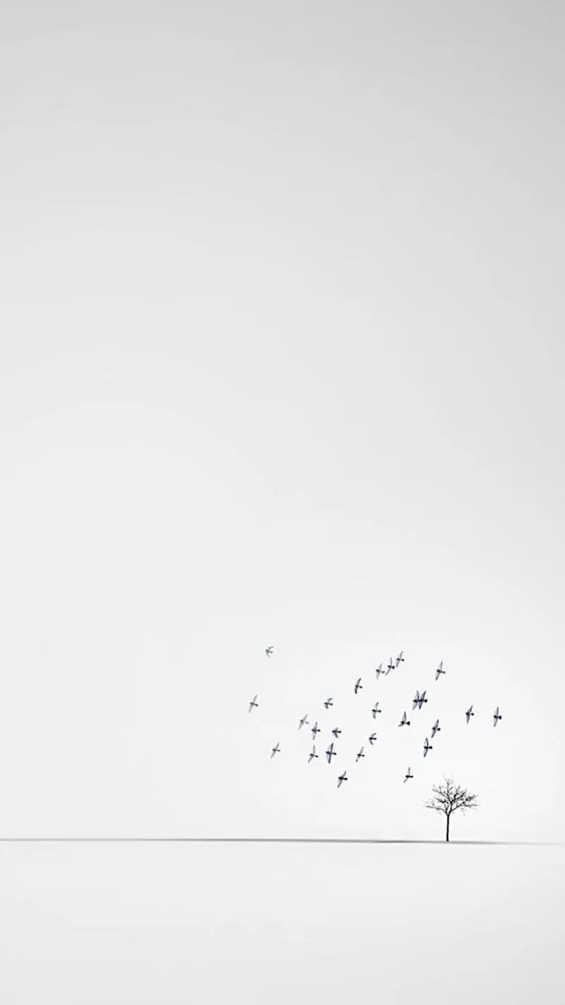 Papel pintado blanco, hermoso papel pintado blanco.